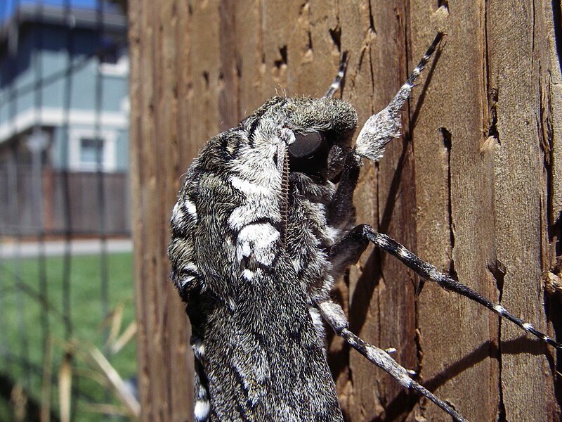 File:Manduca quinquemaculata detail.JPG