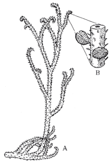 Reconstruction of the zosterophyll Sawdonia ornata Sawdonia ornata.gif