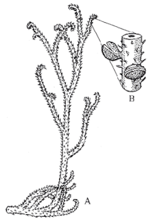 Sawdonia ornata.gif 