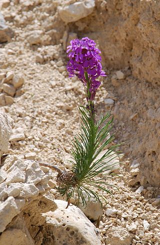 <i>Erysimum cazorlense</i> Species of flowering plant