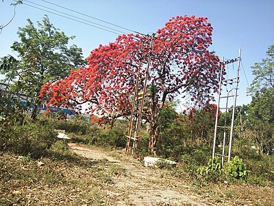 Gulmahor tree (Delonix regia) with flowers, Haridwar, India.