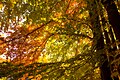 Tilia foliage in autumn colors from Ekoparken in Stockholm.