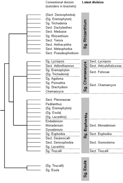 File:Euphorbiinae tree.png