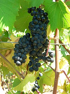 Marechal Foch (grape) Variety of grape