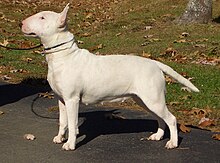 Bull Terrier, one of the most common tail chasers White bull terrier.jpg