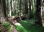 Thumbnail for Humboldt Redwoods State Park