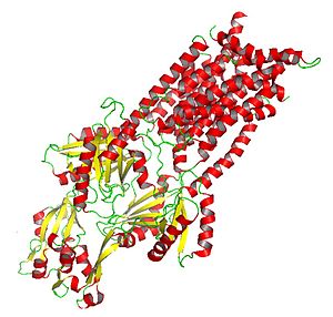 Crystallized CusA: HAE-RND subclass protein RND protein CusA.jpg