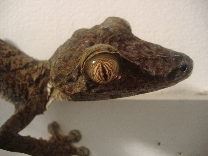 File:Uroplatus fimbriatus close.jpg