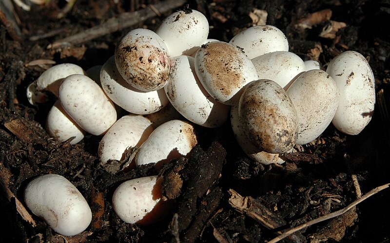 File:Grass snake eggs.jpg