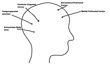 Brain areas involved human perception of self. Head image.jpg