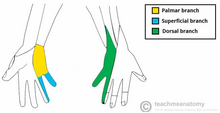 Ulnar tunnel syndrome, ulnar nerve distribution.png