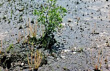 Drosera filiformis var. filiformis in a peat bog in New Jersey Drosera filiformis, NJ.jpg
