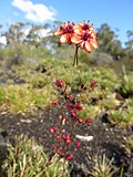 Thumbnail for Drosera microphylla