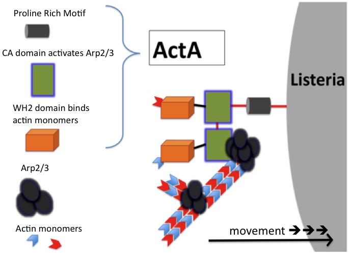 File:Listeria ActA protein.tiff