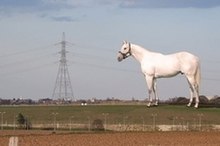 Белият кон в Ebbsfleet.jpg