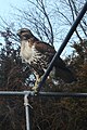 Bird in Sewell, NJ