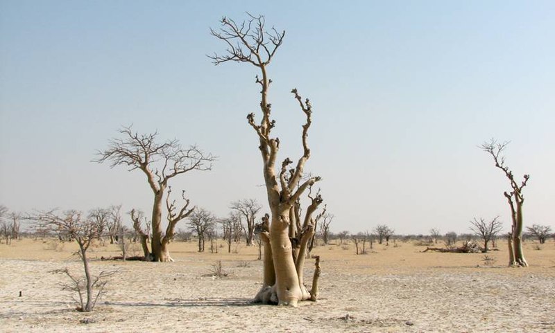 File:SAC Namibia-lonelytrees.jpg