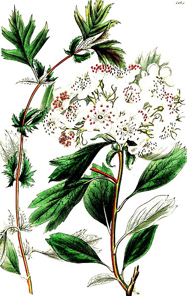 File:C19th various-leaved Thorn.jpg