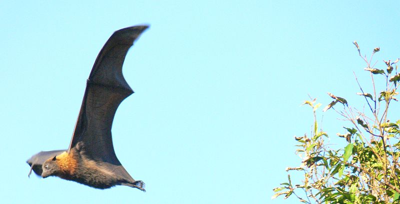 File:Flying bat with tree crop.JPG