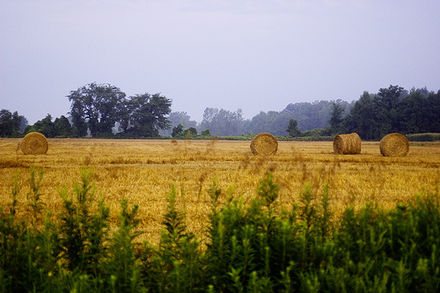 Straw bales in an area field.