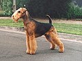 Airedale Terrier (Still on WP 2008-02-08)