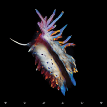 An AI-generated variation of a nudibranch, a type of sea slug