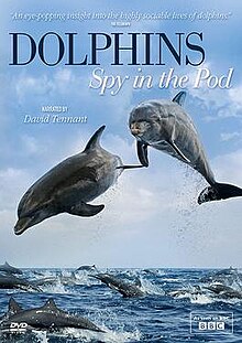 BBC Dolphins DVD.jpg