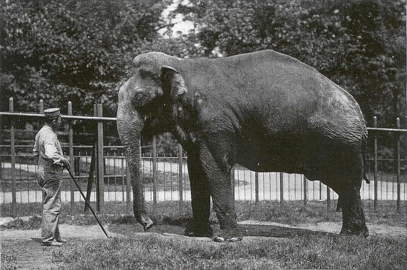Dunk (elephant) - Wikipedia