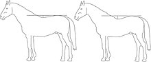 The depth of a horse's topline may vary, from sway-backed to roach-backed. Toplines.jpg