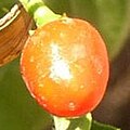 List Of Capsicum Cultivars