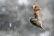 Eurasian blue tit eating peanuts from a string, Italy Eurasian blue tit - 2018.JPG