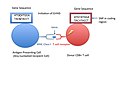 Thumbnail for Minor histocompatibility antigen