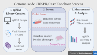 <span class="mw-page-title-main">Genome-wide CRISPR-Cas9 knockout screens</span> Research tool in genomics