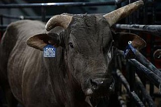 <span class="mw-page-title-main">Long John (bull)</span> American bucking bull (2011-2017)