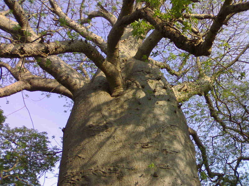 File:SavanurBaobab06052007320.jpg