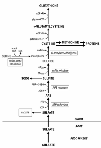 Sulfate reduction and assimilation in plants (APS, adenosine 5'-phosphosulfate; Fdred, Fdox, reduced and oxidized ferredoxin; RSH, RSSR, reduced and oxidized glutathione; SQDG, sulfoquinovosyl diacylglycerol) Sulfur assimilation.png