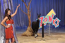 Alison Fiori models one of the CBS version's zonk prizes, a live llama. 2009lmadzonkgoat.jpg