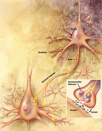 350px-Chemical_synapse_schema.jpg