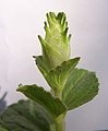 Plectranthus caninus