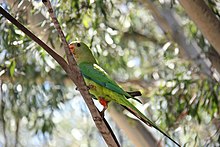 Polytelis swainsonii (superb parrot)