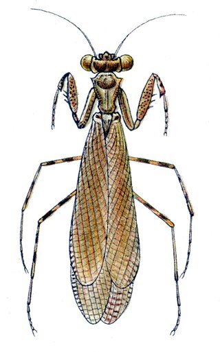 <i>Phthersigena</i> Genus of praying mantises