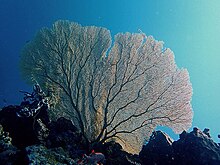 Gorgonian Coral Gorgone de Mayotte.jpeg