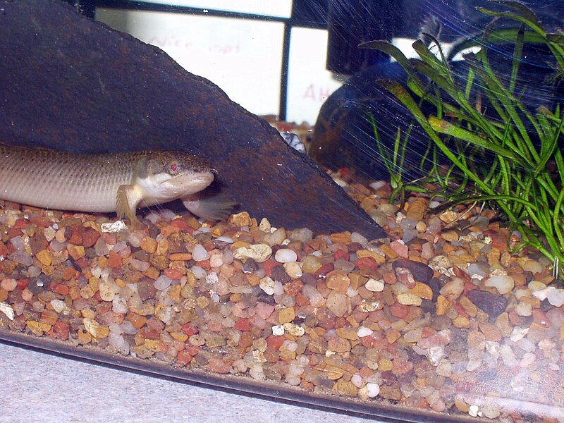 File:Polypterus senegalus front.jpg