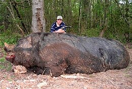 Jamison Stone poses with slain pig. The authenticity of the photo has been disputed. MonsterPig.jpg