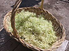 The flower of the elder used in making Elderflower cordial. Picked Elderflower.jpg