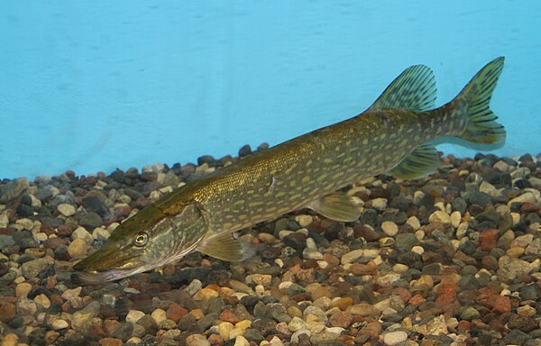 Northern pike often rest near the bottom waiting for prey