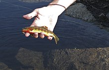 Golden trout caught in a high mountain lake of the Wind River Range Wind River 08 042.jpg