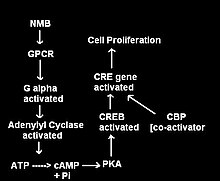 Figure 2 : Signal Cascade after NMB binding Gpcr+cycle.JPG