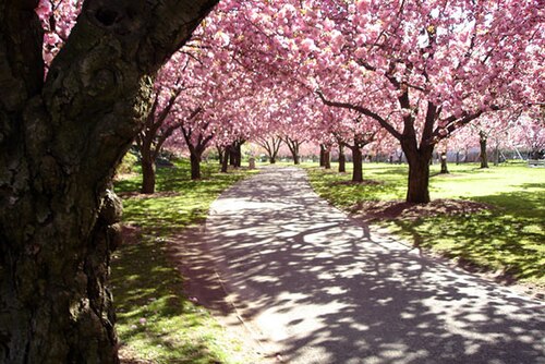 Kwanzan Cherries in bloom at Brooklyn Botanic Garden