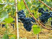 The international variety Pinot noir growing in Moldova Pinot Noir Moldova.JPG